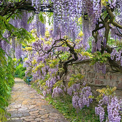 Plante grimpante - la glycine